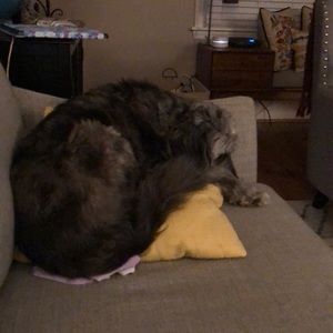 Meet your Posher, Paul